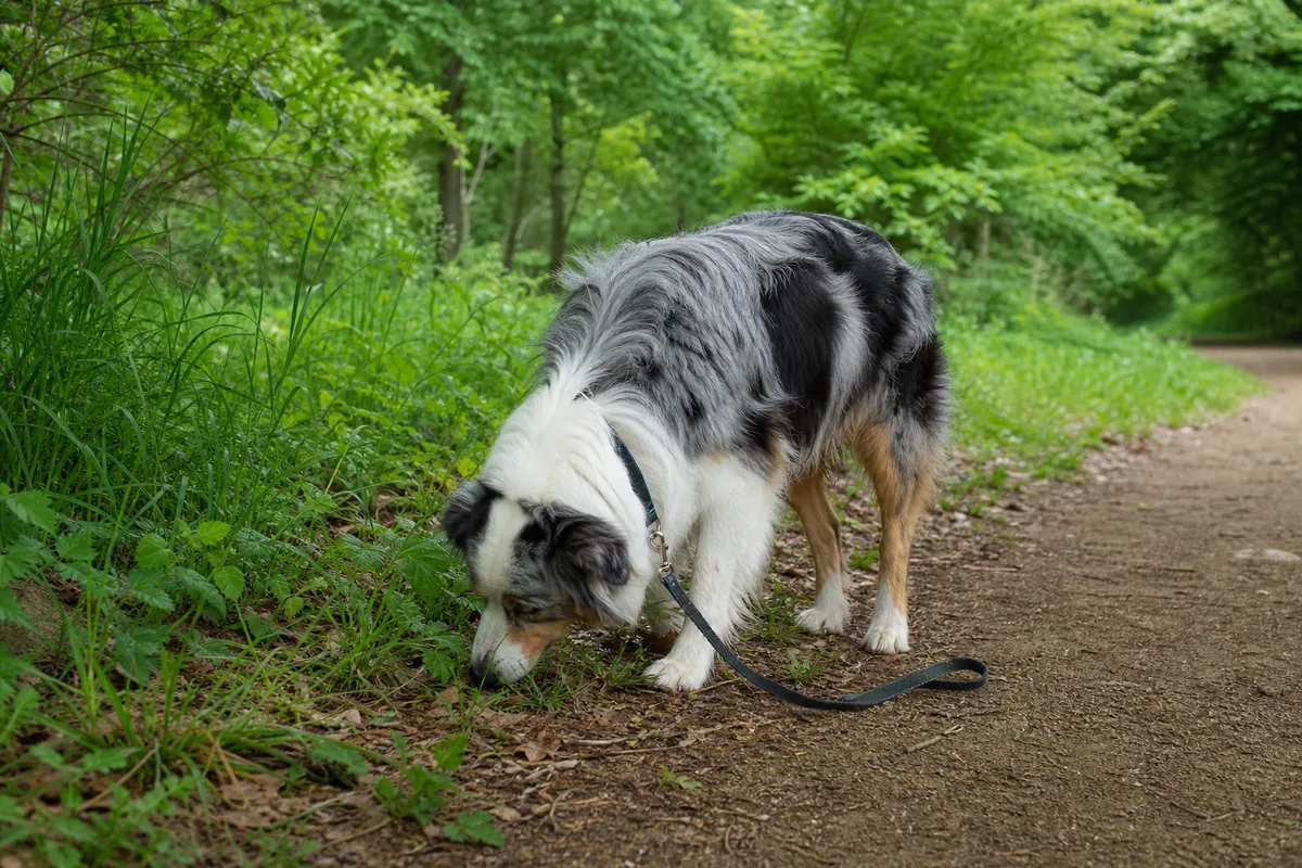 Laisse détendue formant un U entre la main du promeneur et le harnais du chien