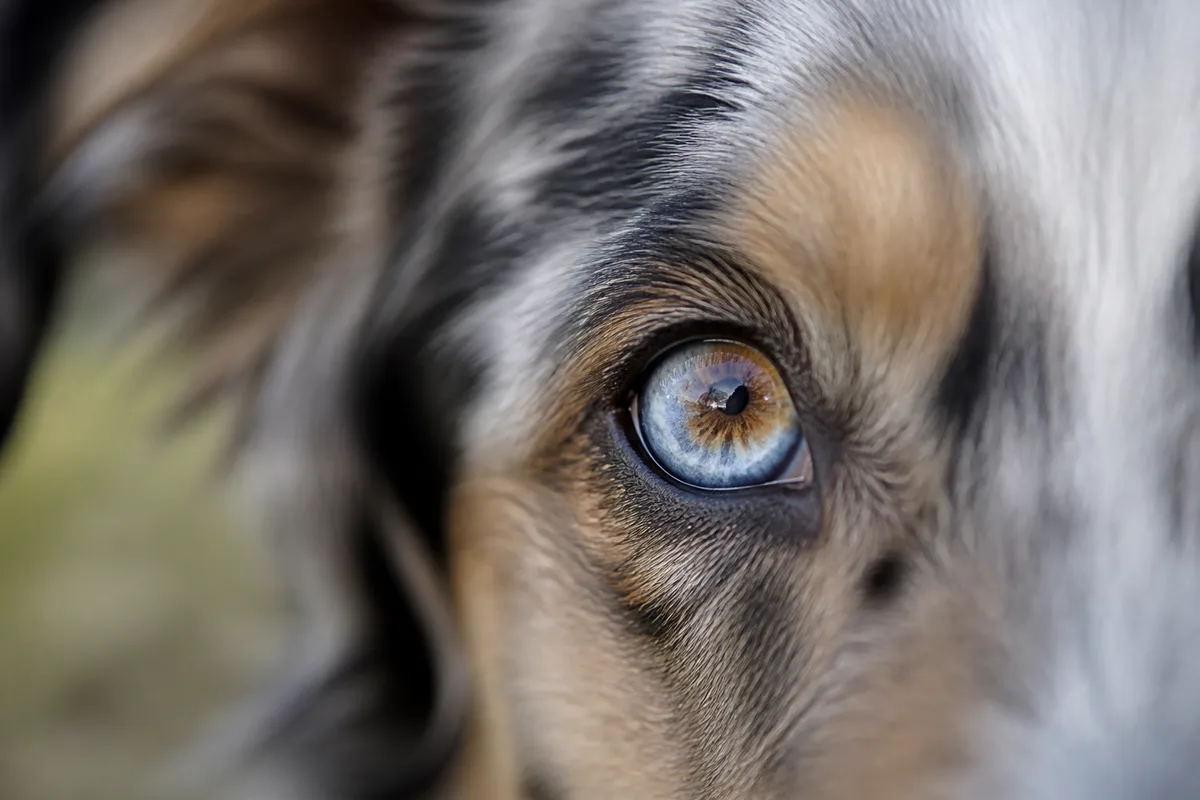 Gros plan sur l oeil vairon bleu et ambre d un chien de berger